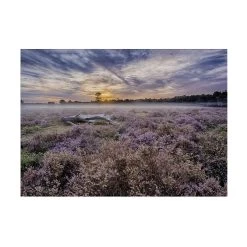 Art For The Home | Lavendelveld - Buitencanvas - 50x70 Cm