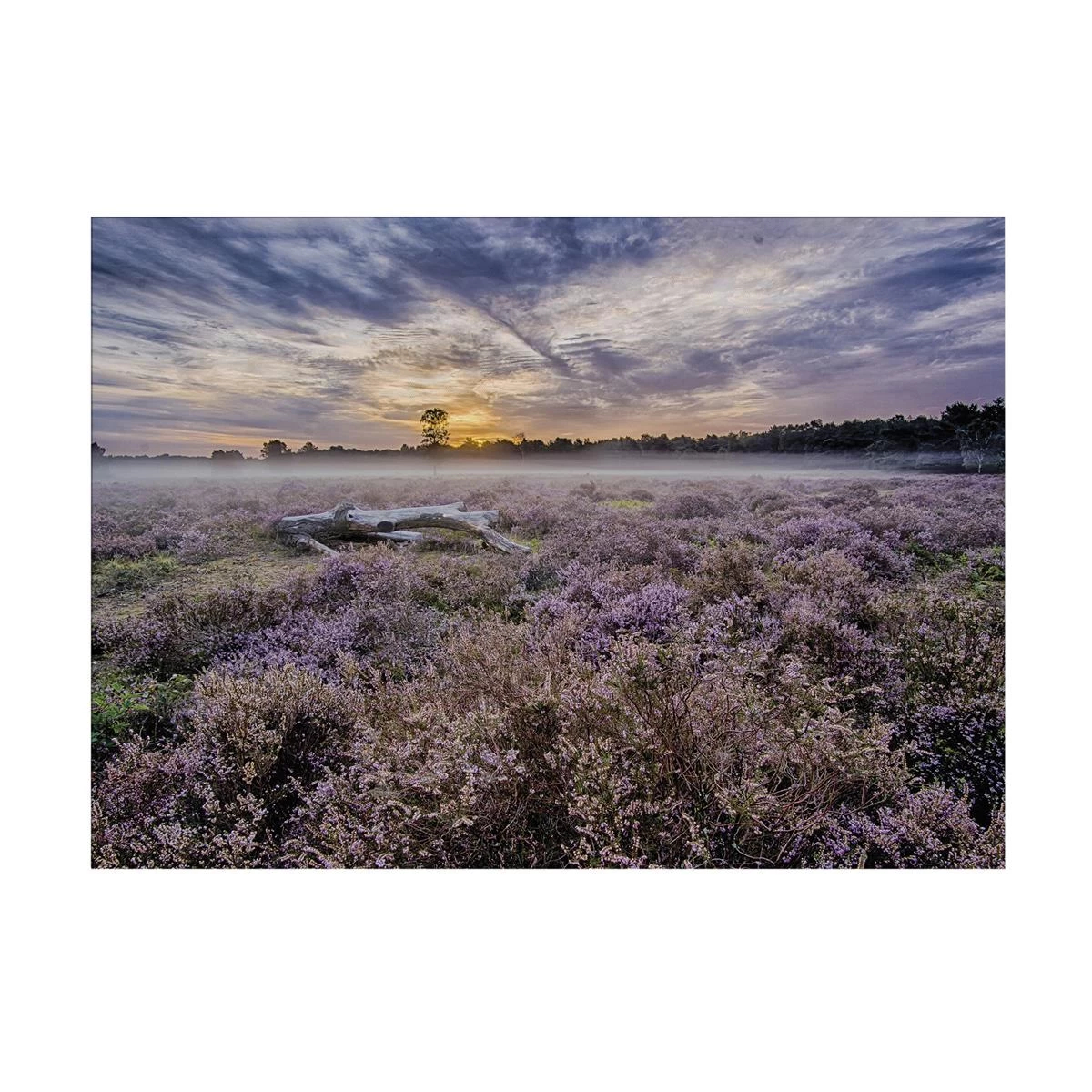 Art For The Home | Lavendelveld - Buitencanvas - 50x70 Cm