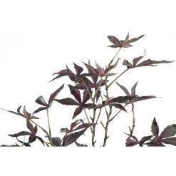 PTMD Esdoorn Kunsttak - 61 X 44 X 110 Cm - Kunststof - Bruin