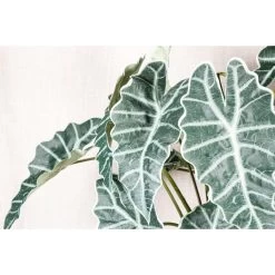 PTMD Alocasie Kunsttak - 119 X 34 X 118 Cm - Kunststof - Groen